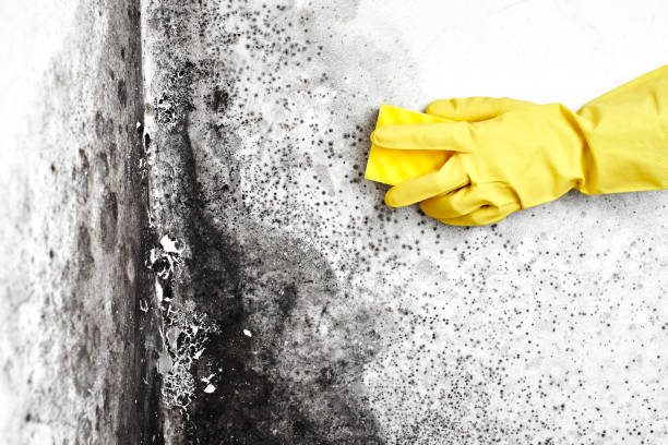 Environmental Consulting for Mold Prevention in Robins Af, GA