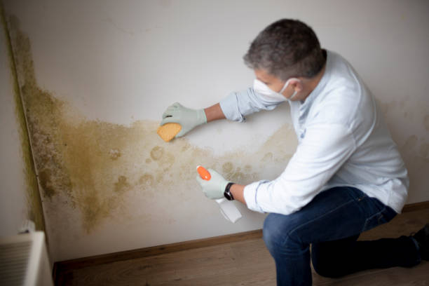 Best Mold Removal for HVAC Installations  in Robins Af, GA